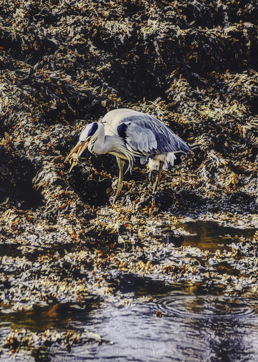 grey and white bird on brown dried leaves
