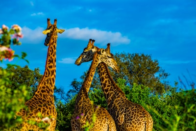 three giraffe on green grass field during daytime