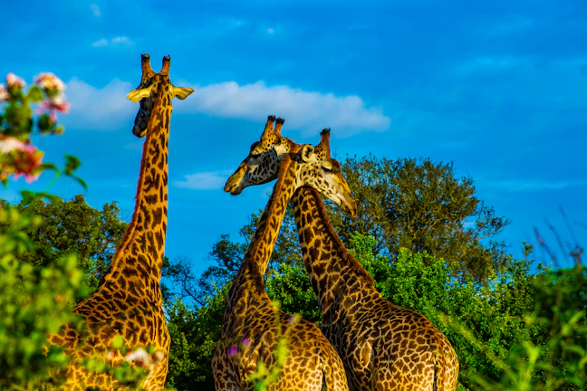 2-Day Family Travel Guide to Nairobi, Kenya