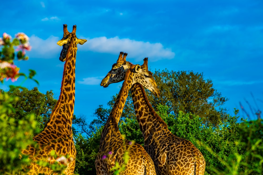 three giraffe on green grass field during daytime
