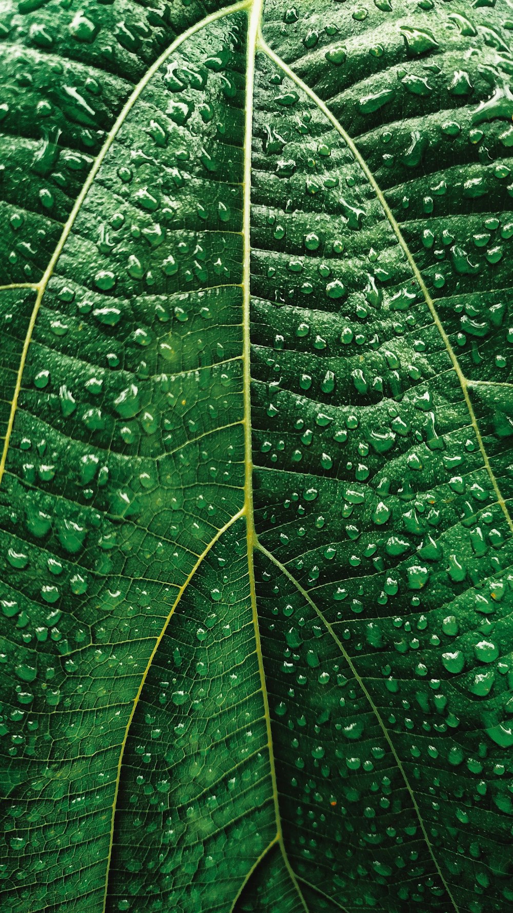 water droplets on green leaf