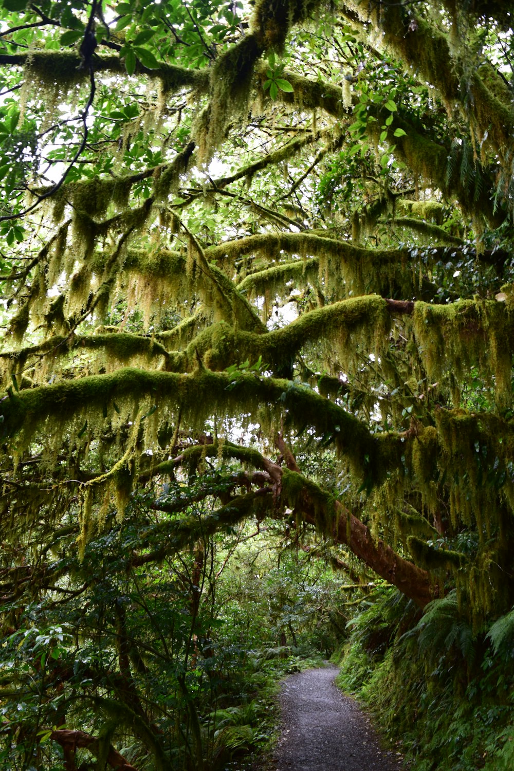 green and brown tree during daytime