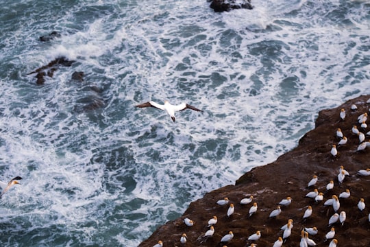 white bird flying over the sea during daytime in Muriwai New Zealand