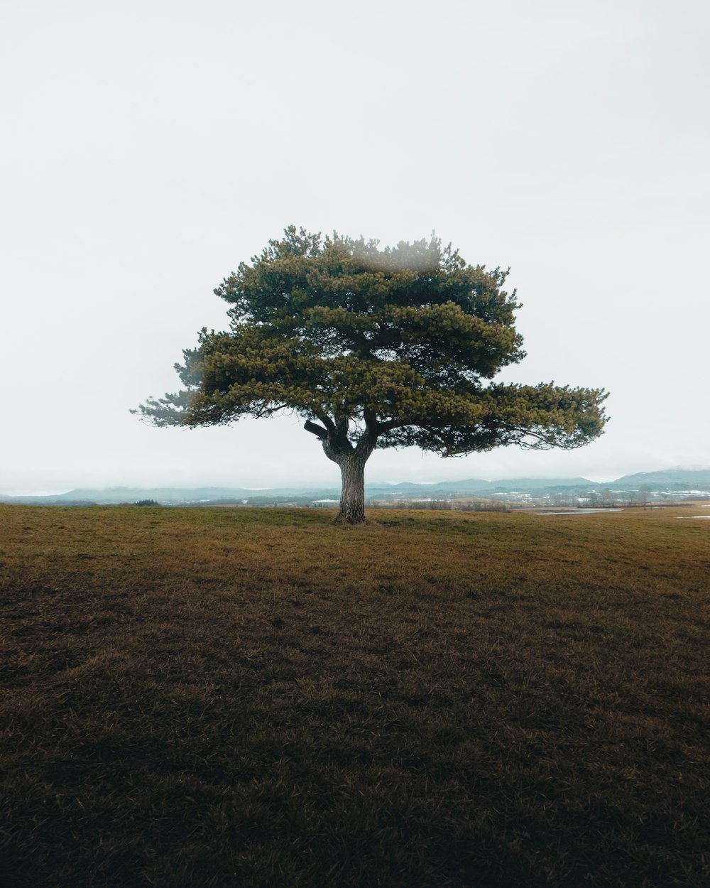 green tree on brown grass field during daytime