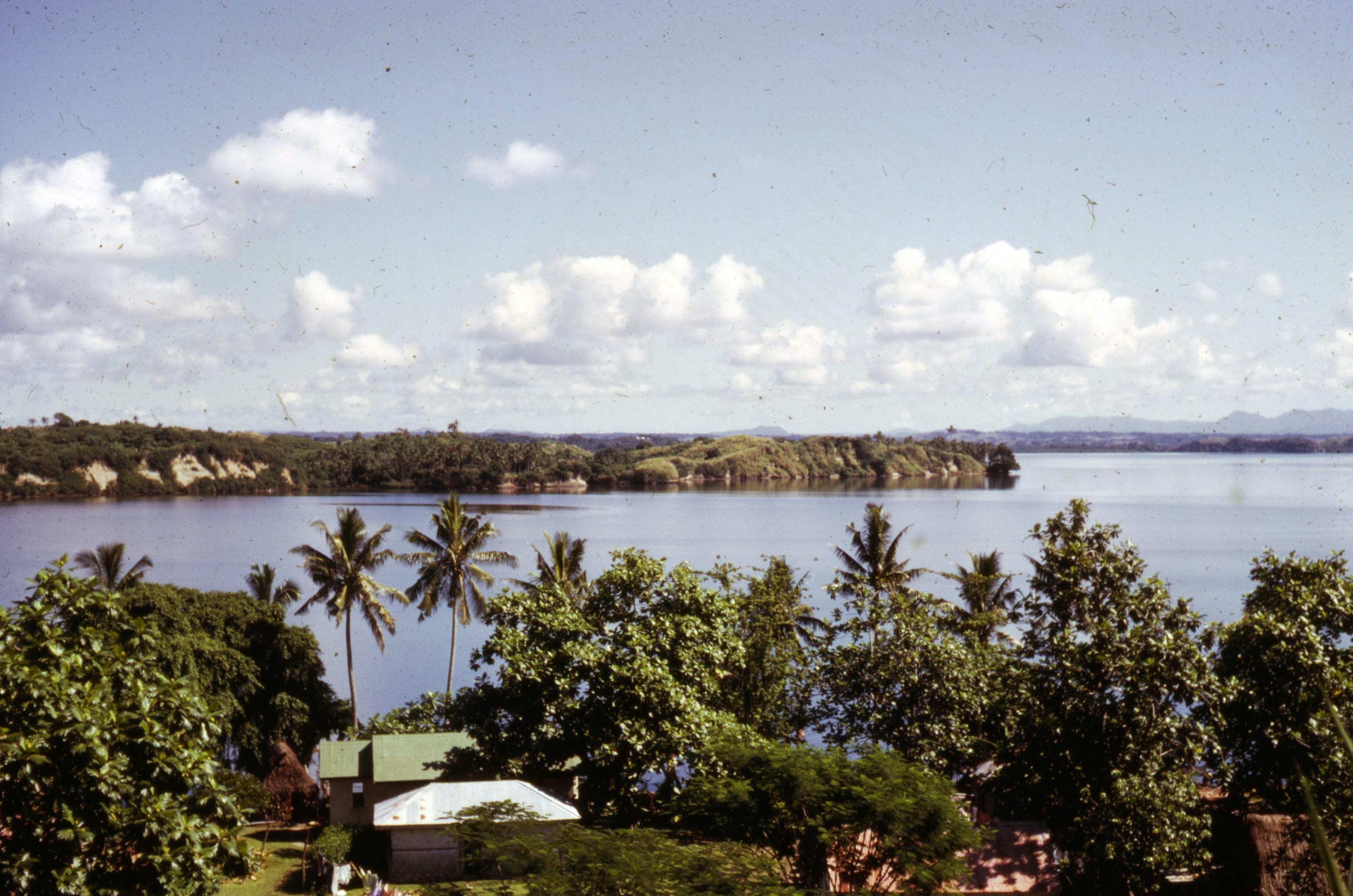 green trees near body of water during daytime