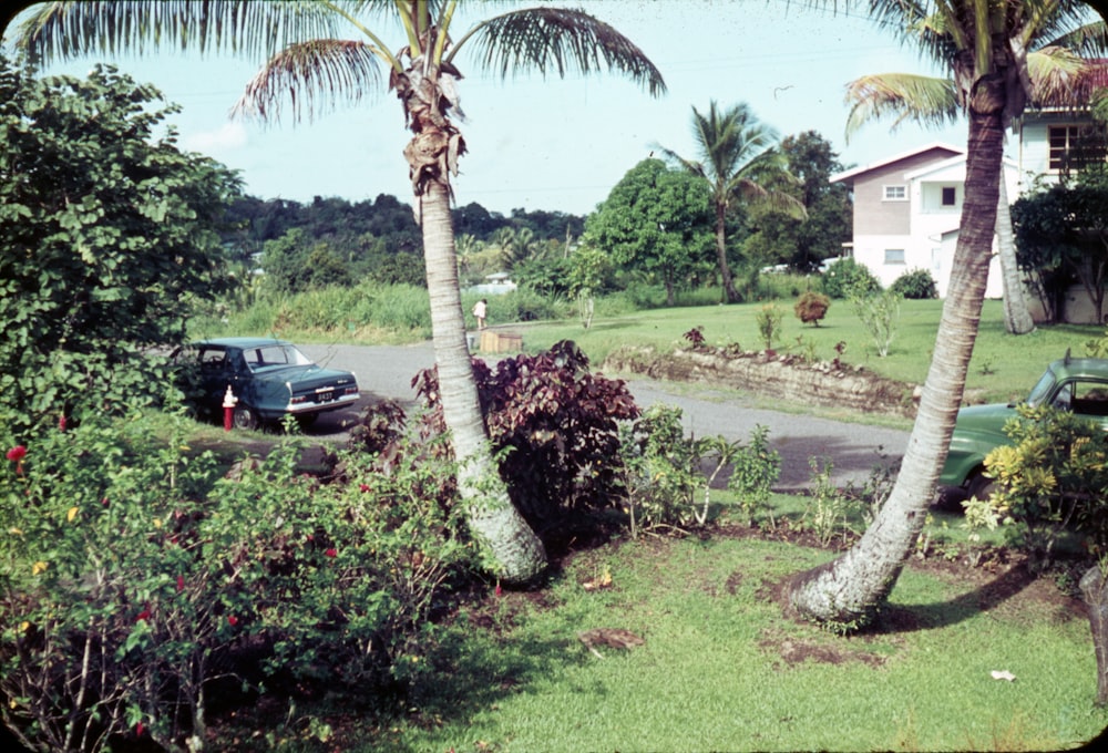 black car parked near green grass and palm tree during daytime