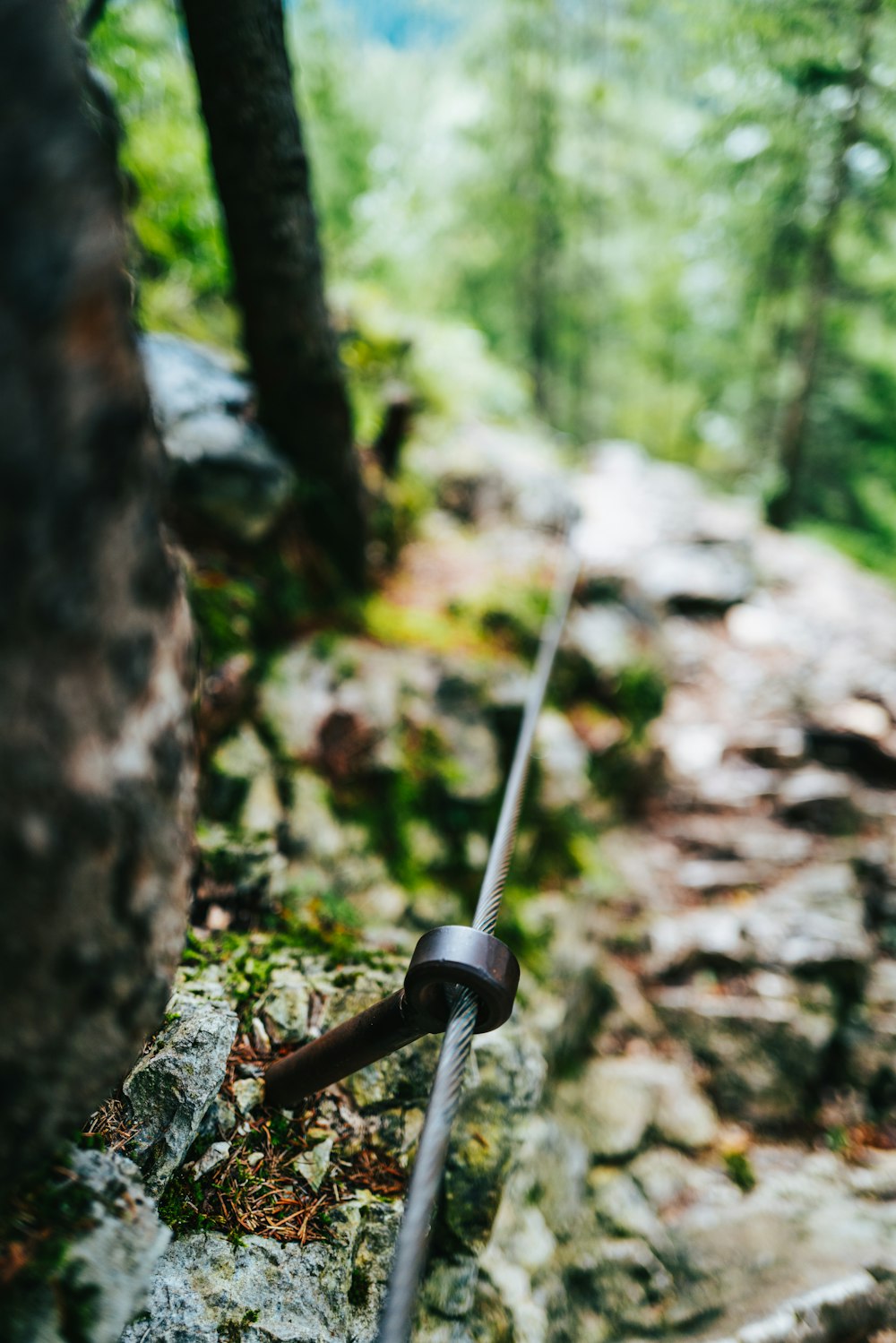 black and silver stick on brown tree trunk