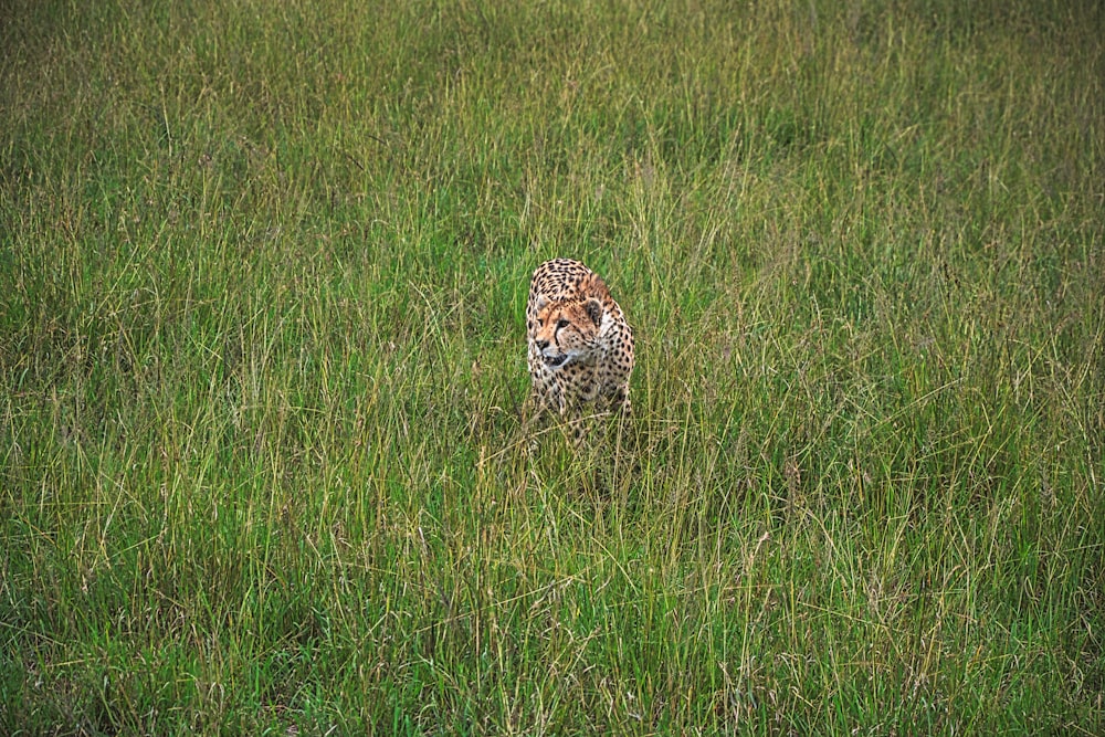 leopard on green grass field during daytime