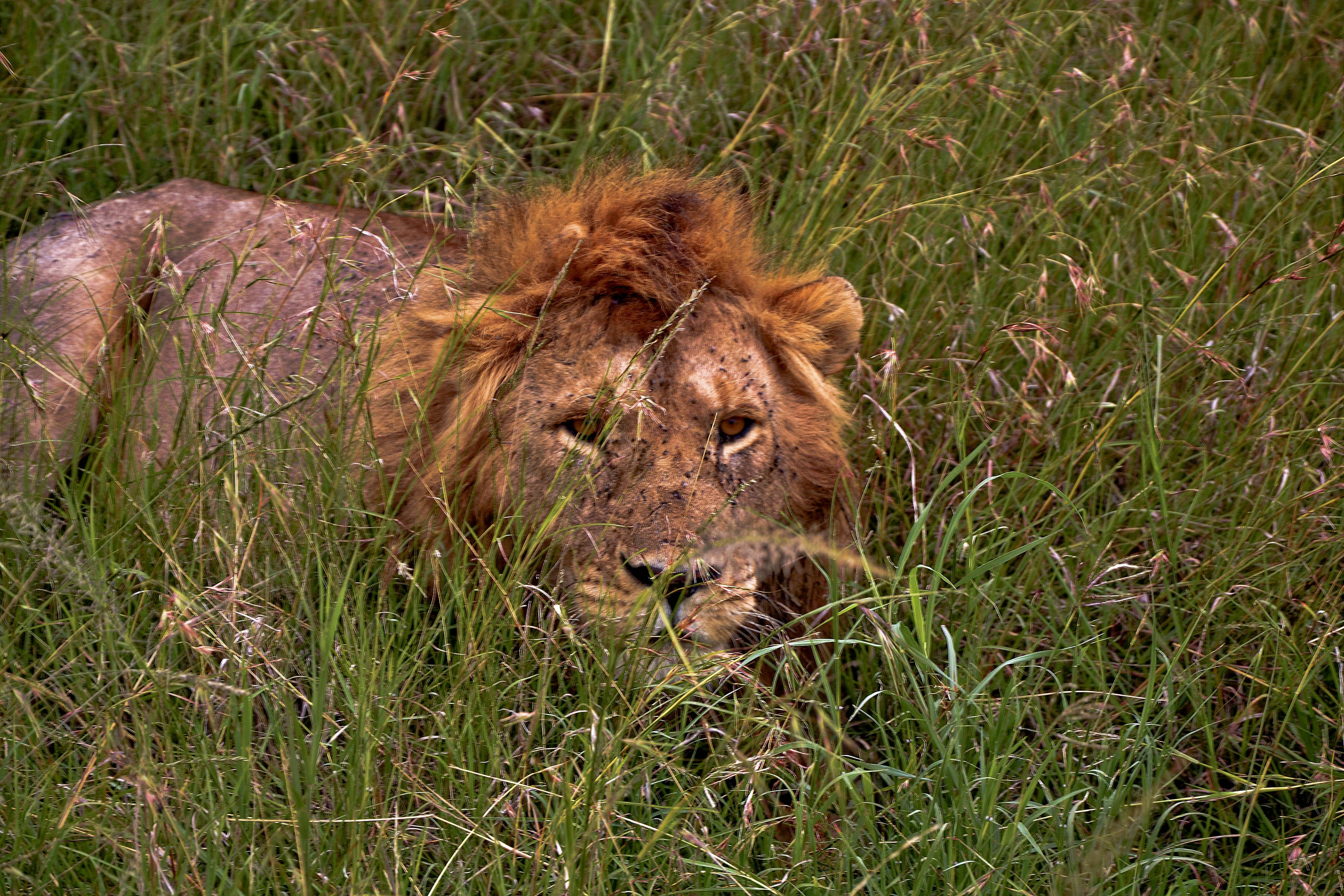 Cameroon: Lions of Waza National Park (image credits: unsplash)