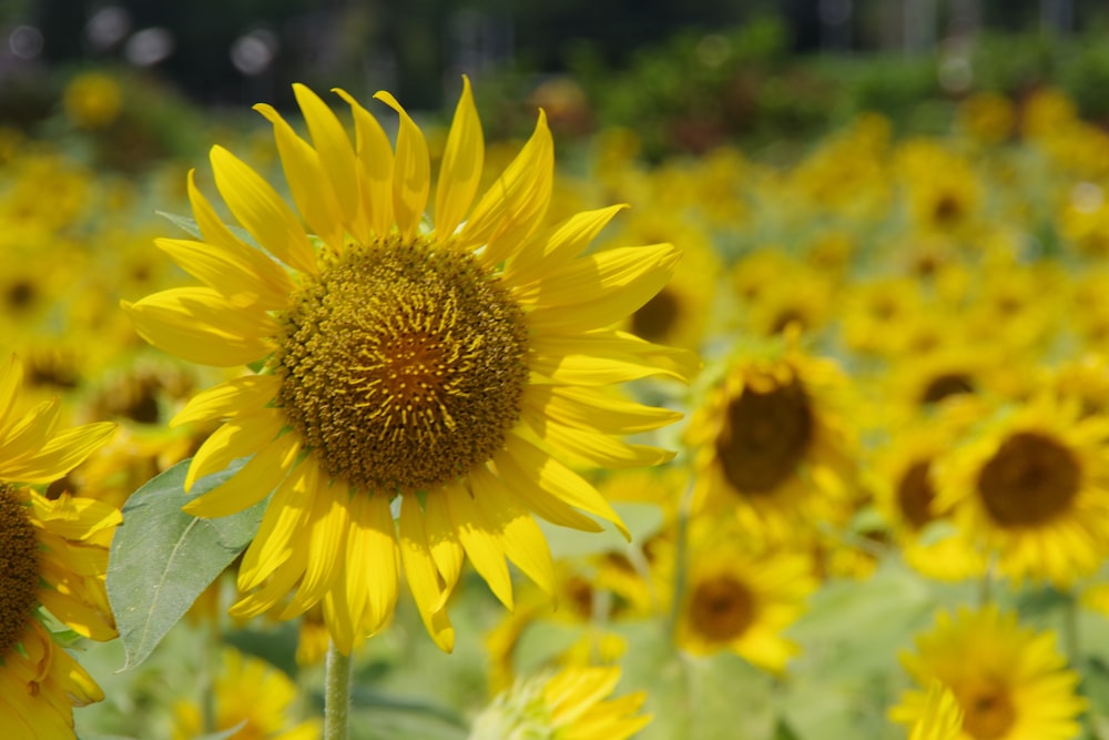 yellow sunflower in tilt shift lens