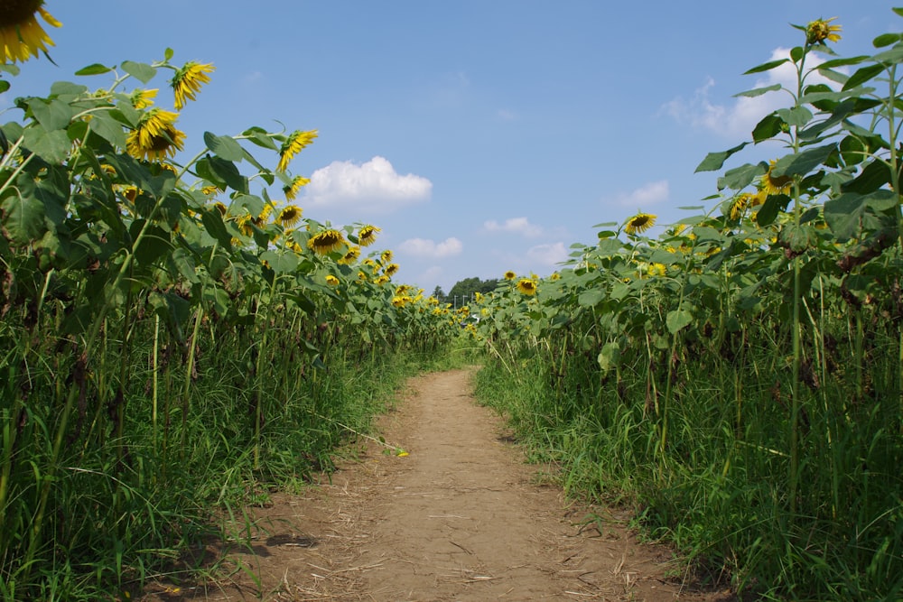 brown dirt road between green plants under blue sky during daytime