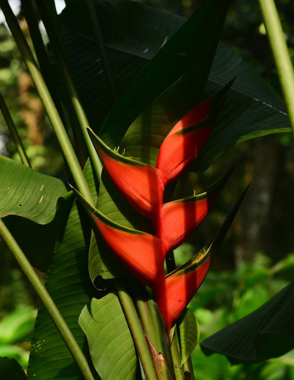 red and green plant in close up photography