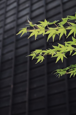 A branch with vibrant green leaves extends across the image, set against a dark, grid-patterned background. The leaves are delicate and pointed, suggesting a type of maple tree.
