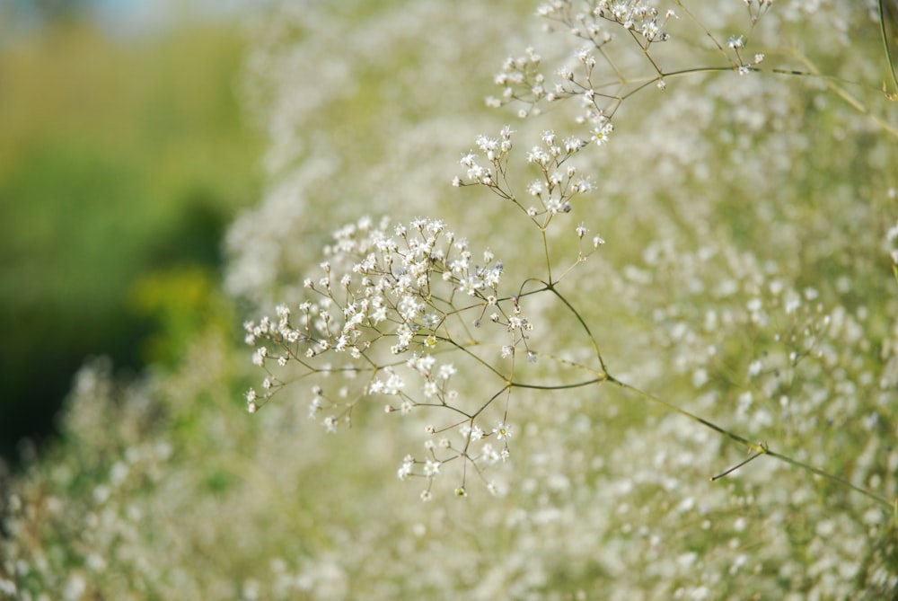 white flowers in tilt shift lens