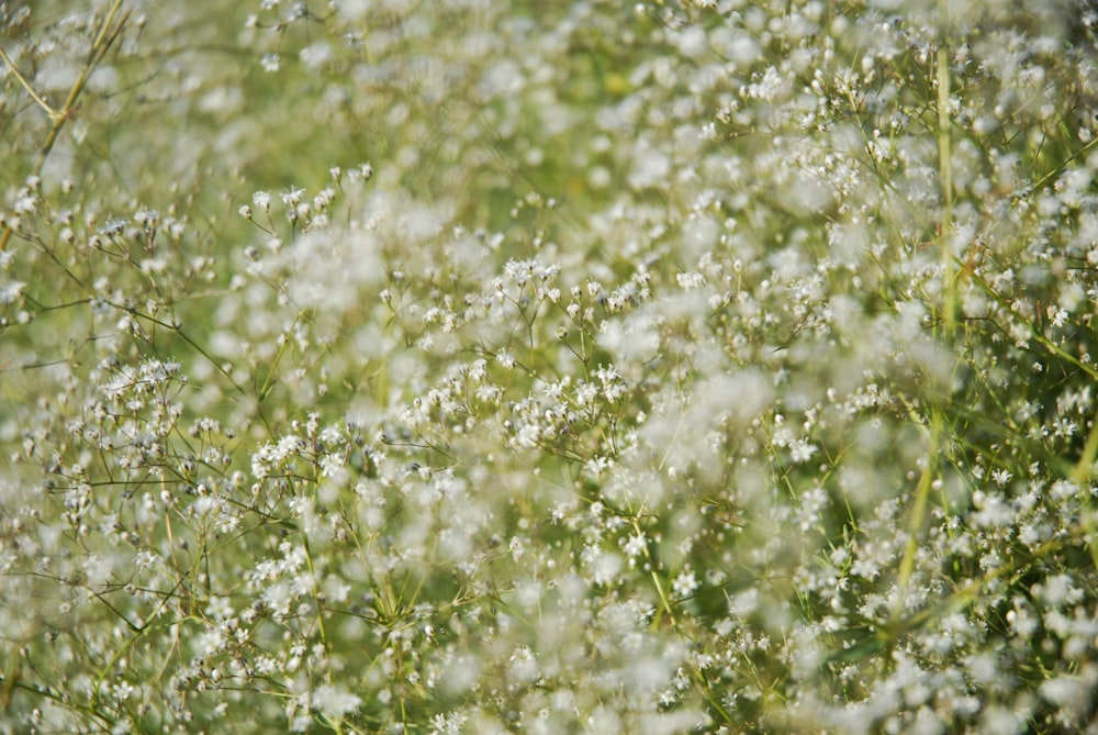 white and green flower petals