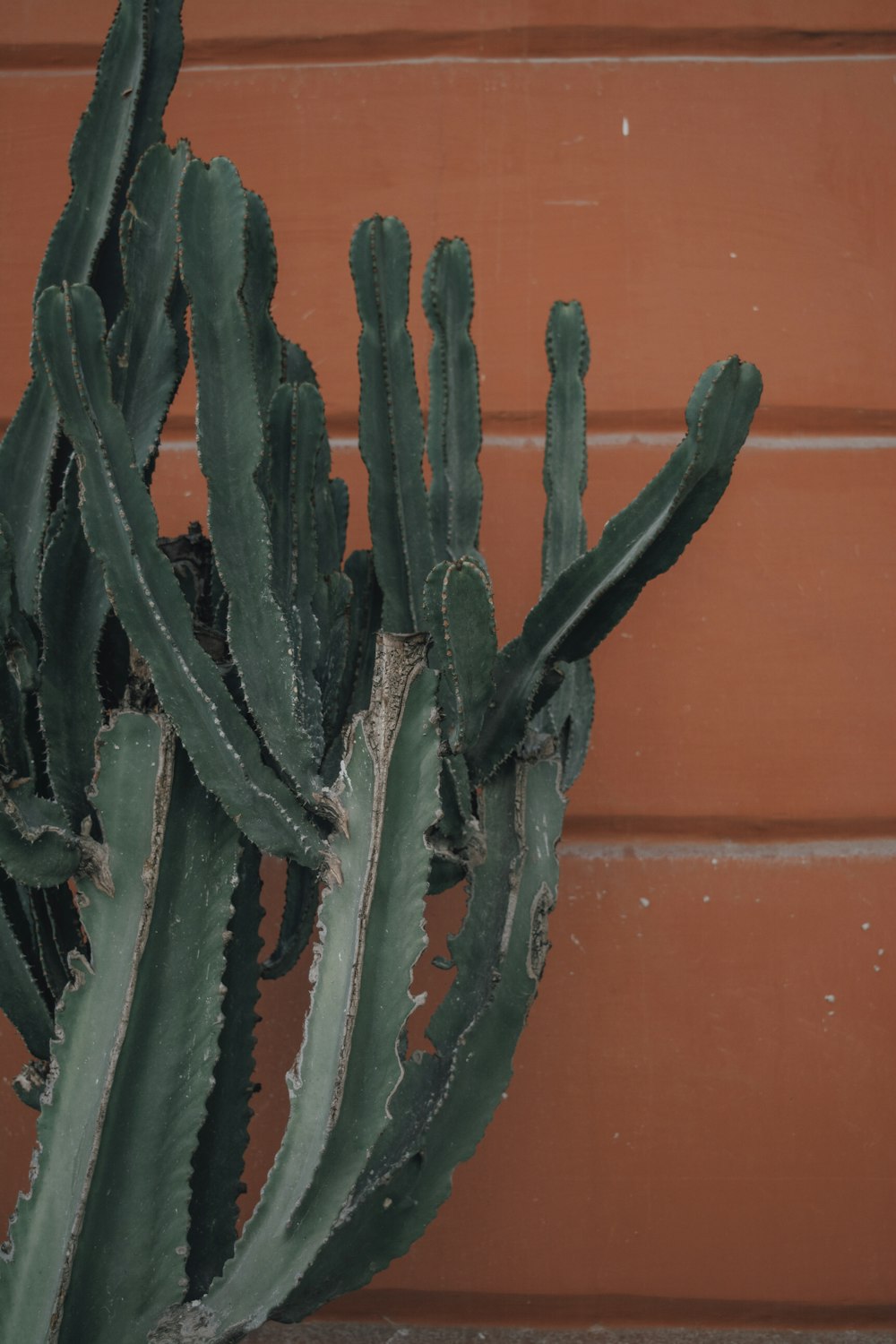 green cactus plant near red wall