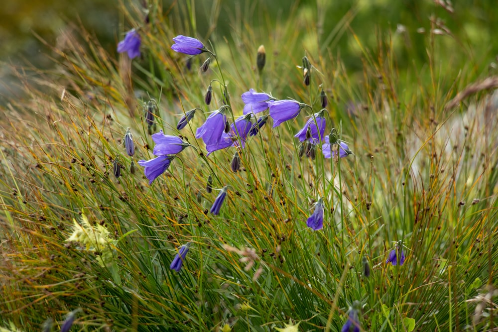 purple crocus flowers in bloom during daytime