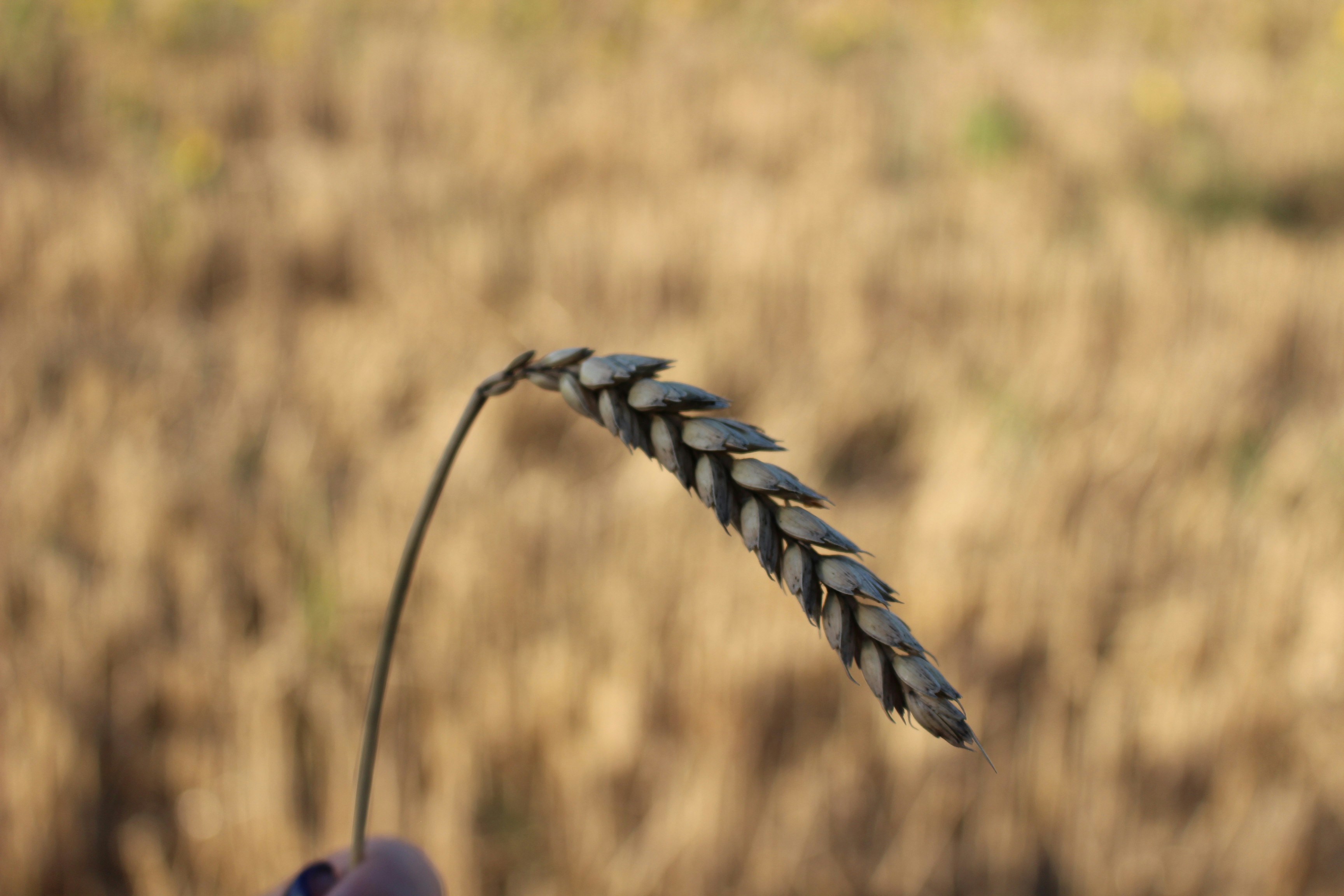 fiore blu con lente decentrabile
