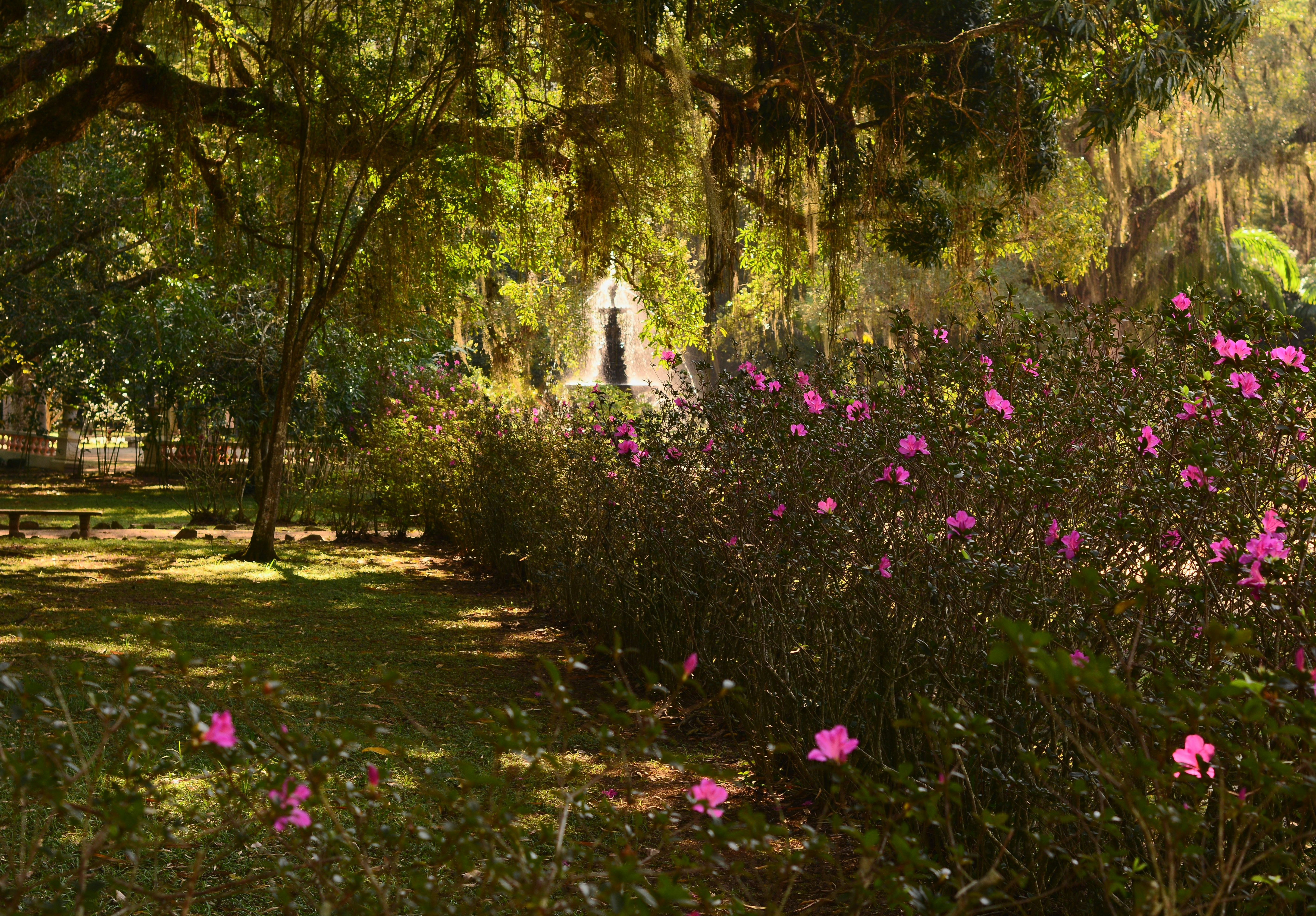 Sunlit outdoor garden area with vibrant flowering plants and fruit trees.