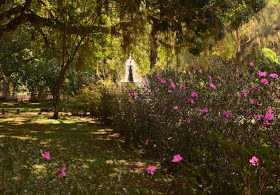 Sunlit outdoor garden area with vibrant flowering plants and fruit trees.