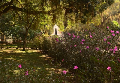 Sunlit garden with blooming flowers and stone paths