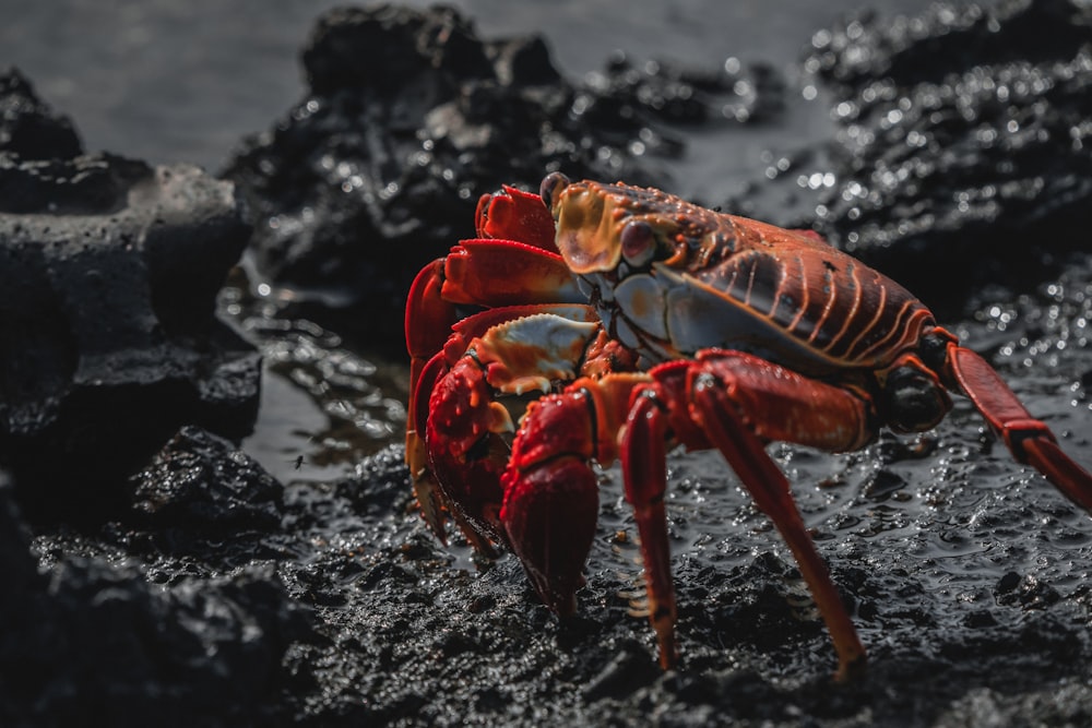 red and brown crab on black rock