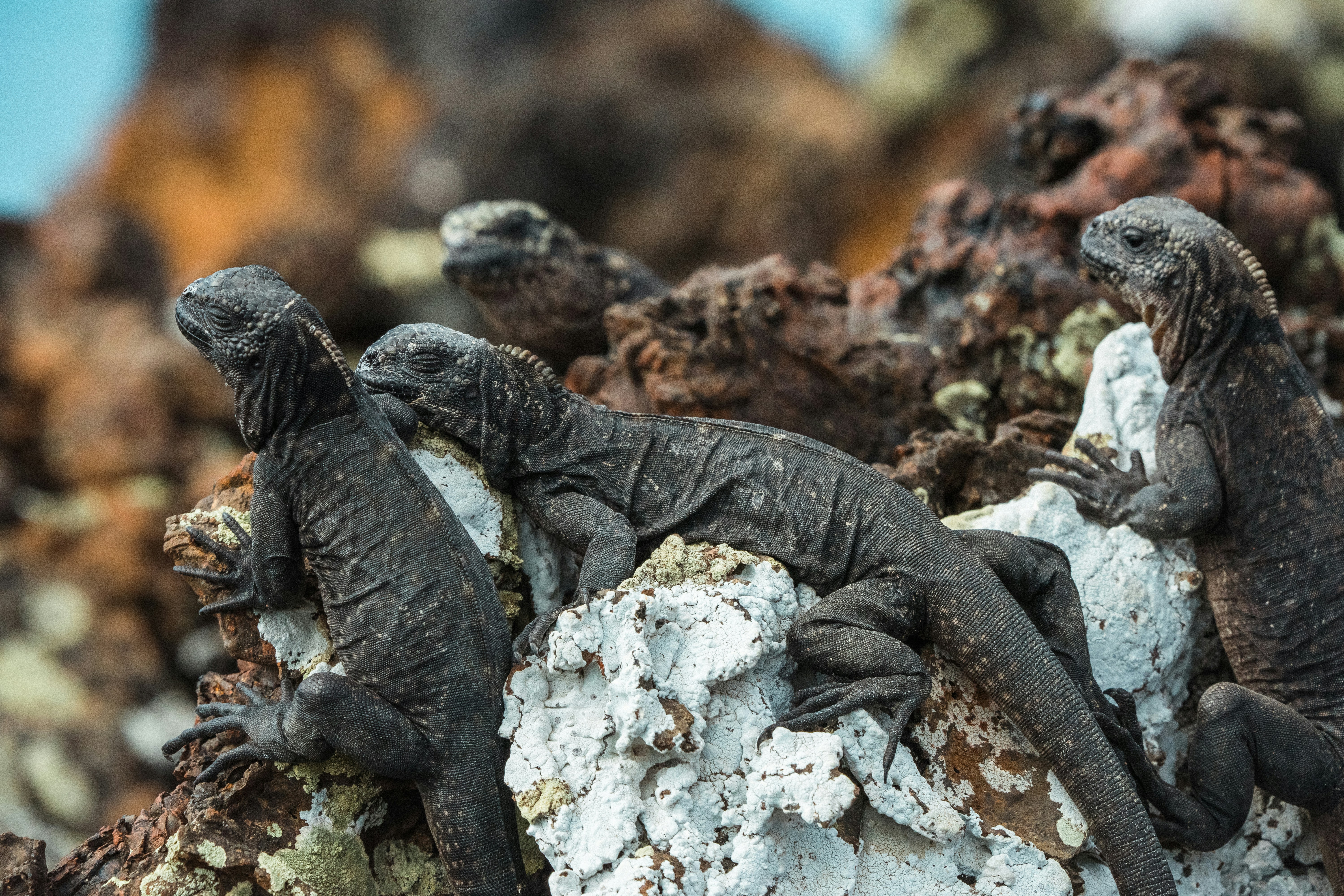 black and gray lizard on white rock, 