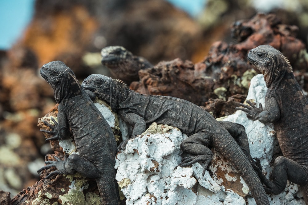 lézard noir et gris sur roche blanche