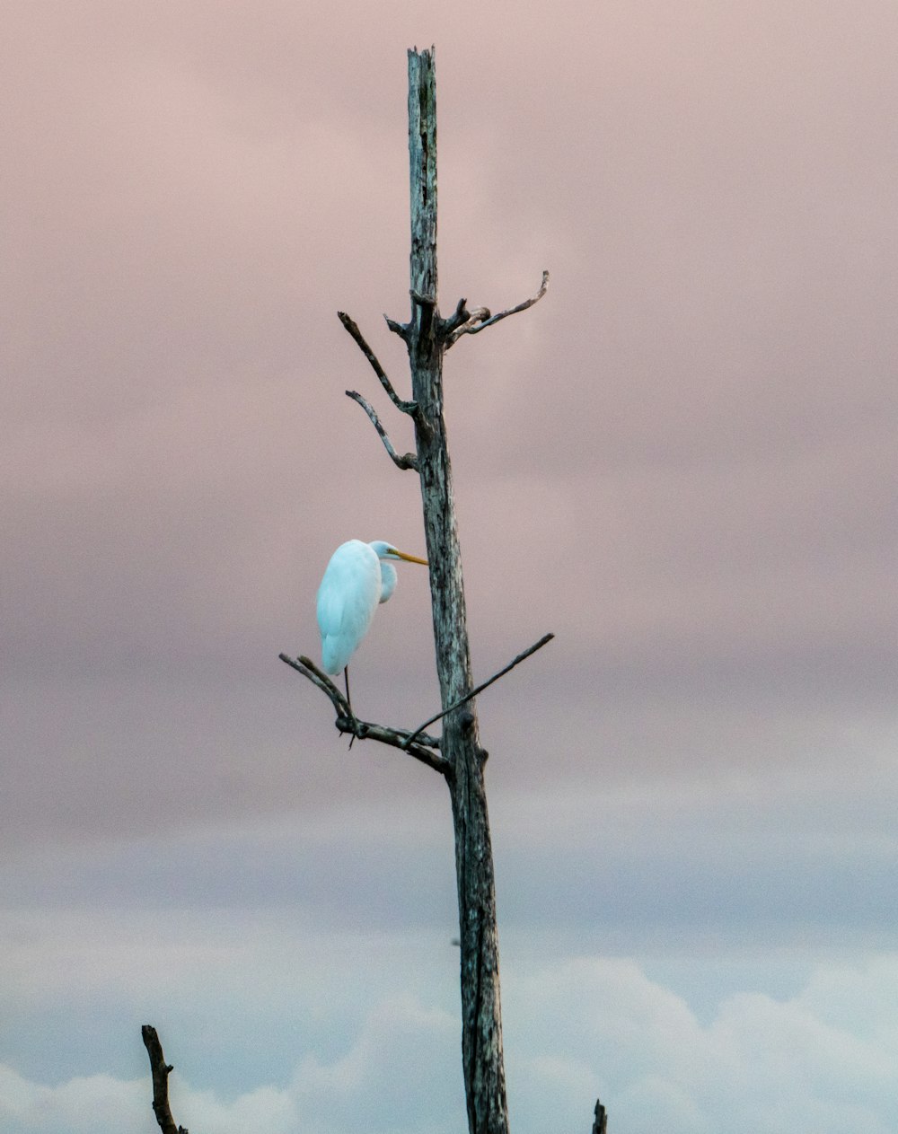 white bird on brown tree branch during daytime