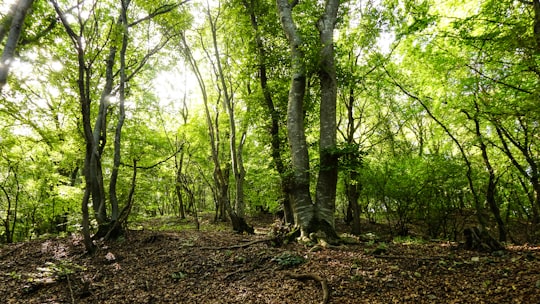 photo of Cluj Forest near Cheile Turzii