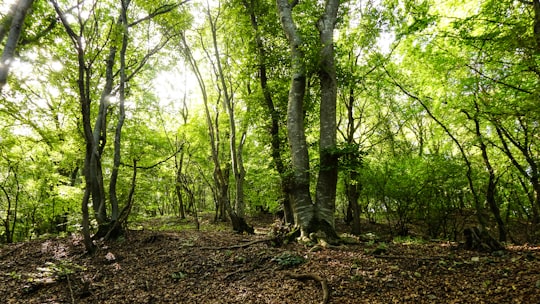 green trees on brown soil in Cluj Romania