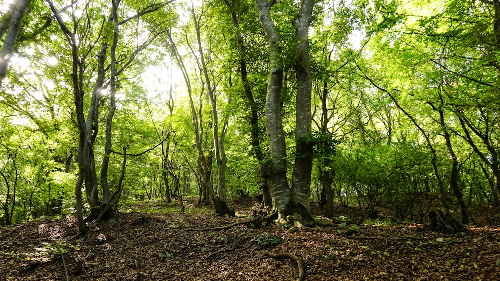 green trees on brown soil