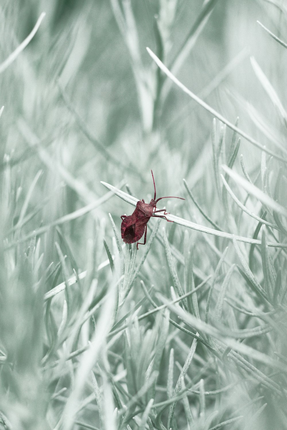 red flower on green grass