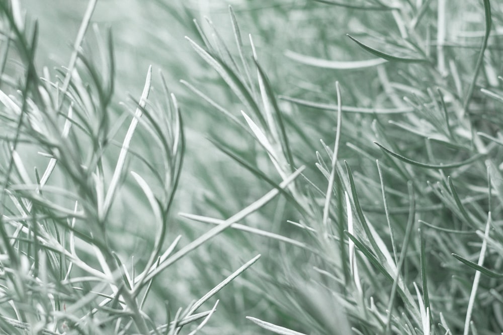 Hierba verde en la fotografía de primer plano