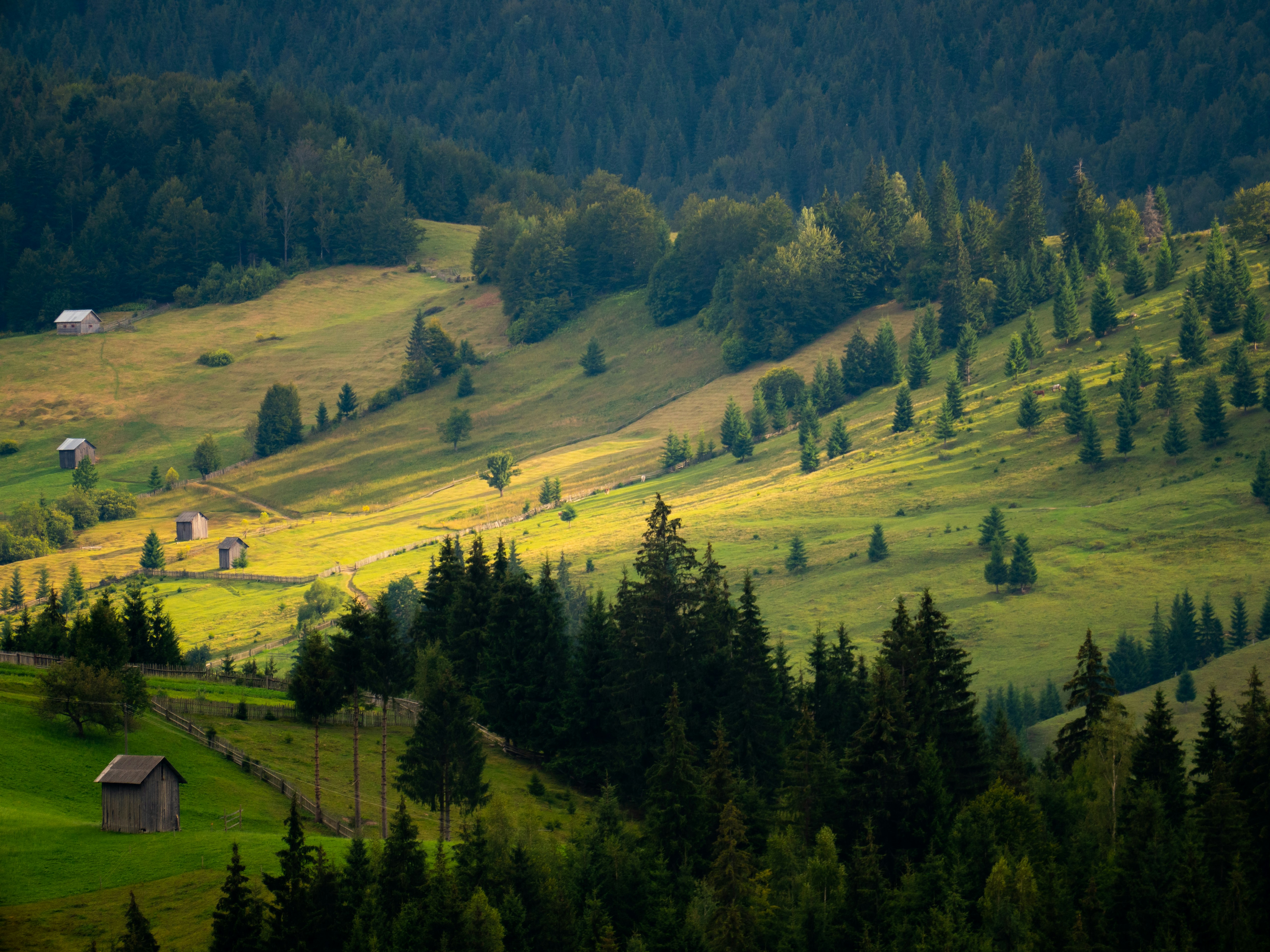 green grass field and trees during daytime