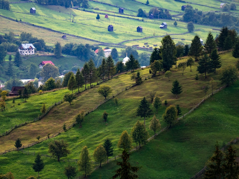 green grass field and trees during daytime