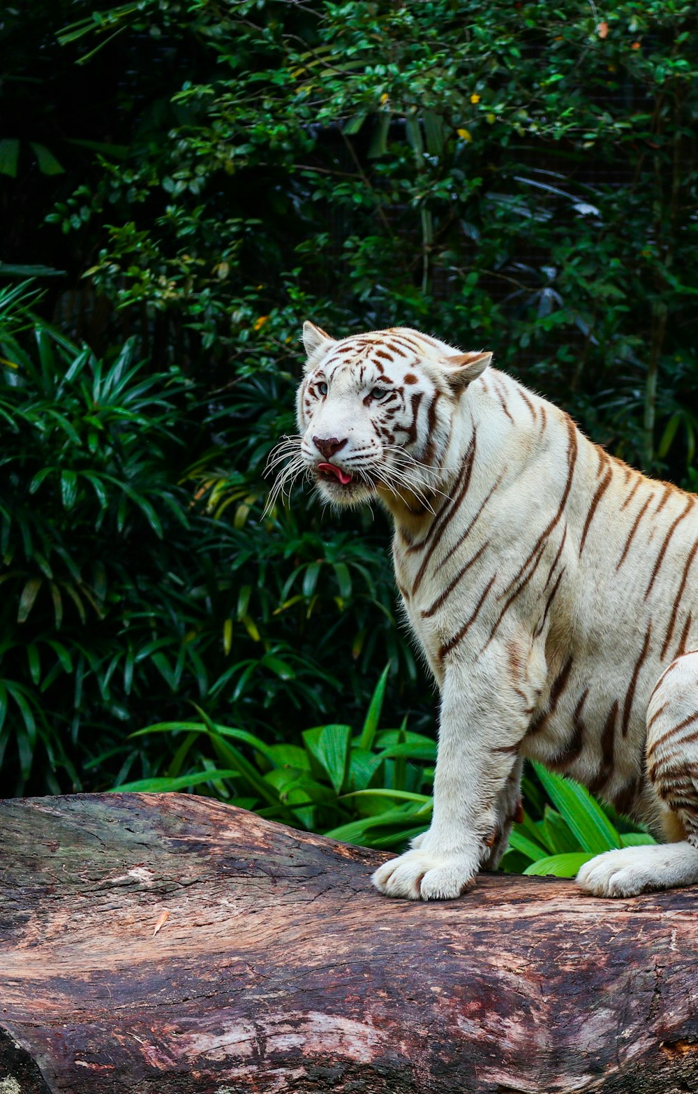 brown and white tiger on brown wooden log