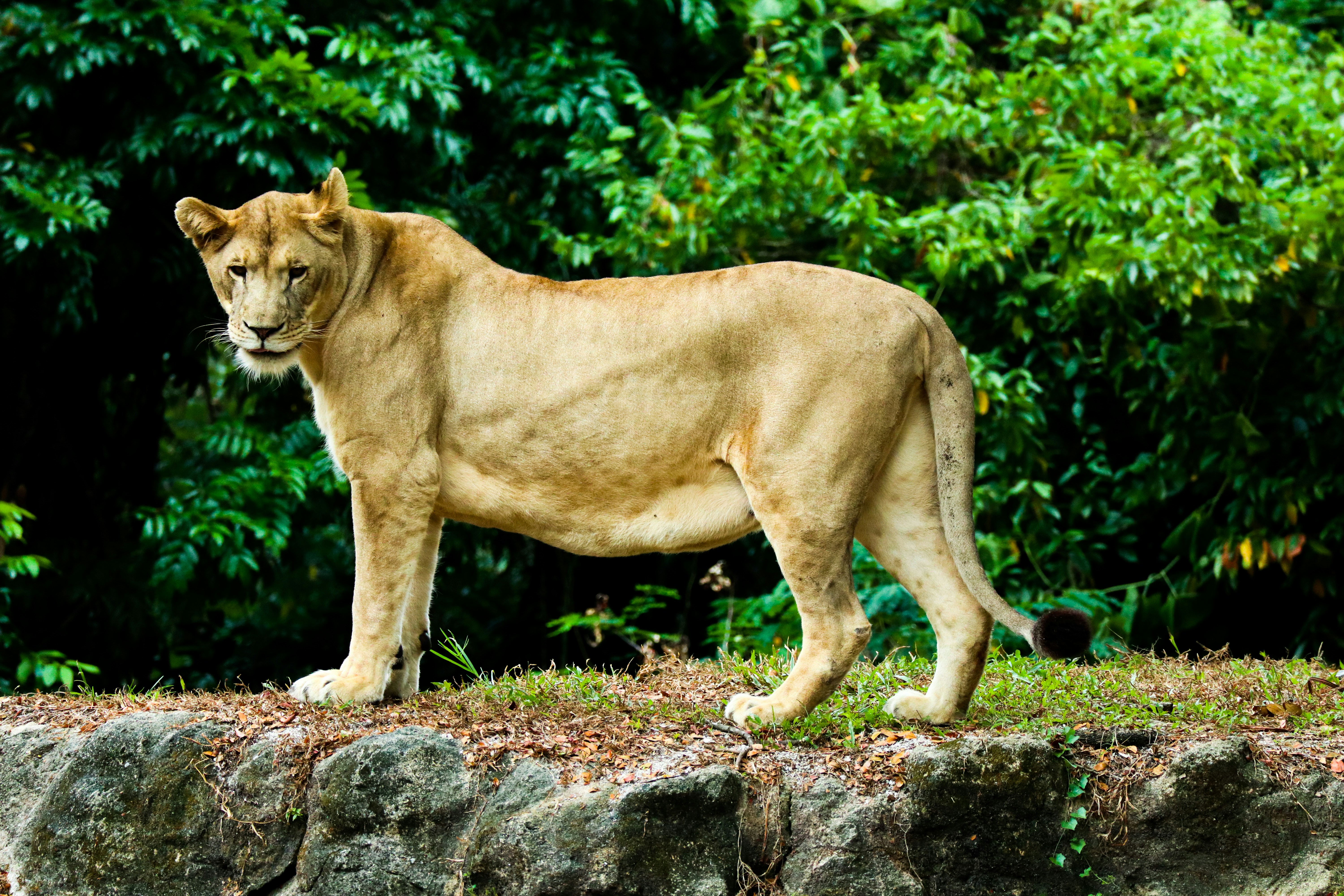 Asiatic Lions: Smaller Prides, Big Bonds (image credits: unsplash)