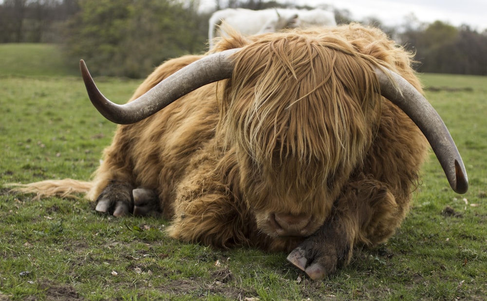 yak marrone sul campo di erba verde durante il giorno