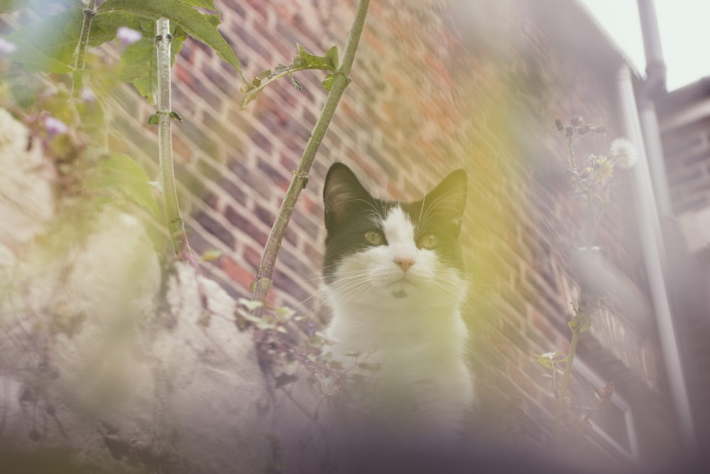 gatto bianco e nero sul muro di mattoni marroni