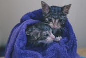 silver tabby kitten on blue textile