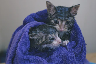 Silver tabby kittens getting a bath