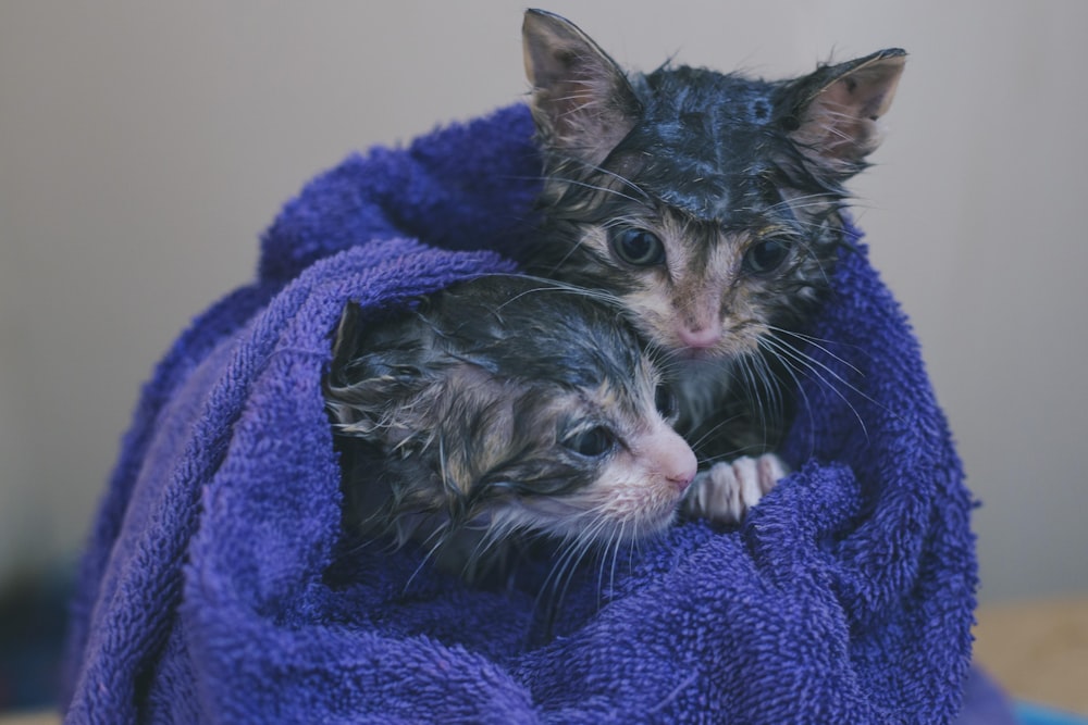 gatinho tabby prata no têxtil azul