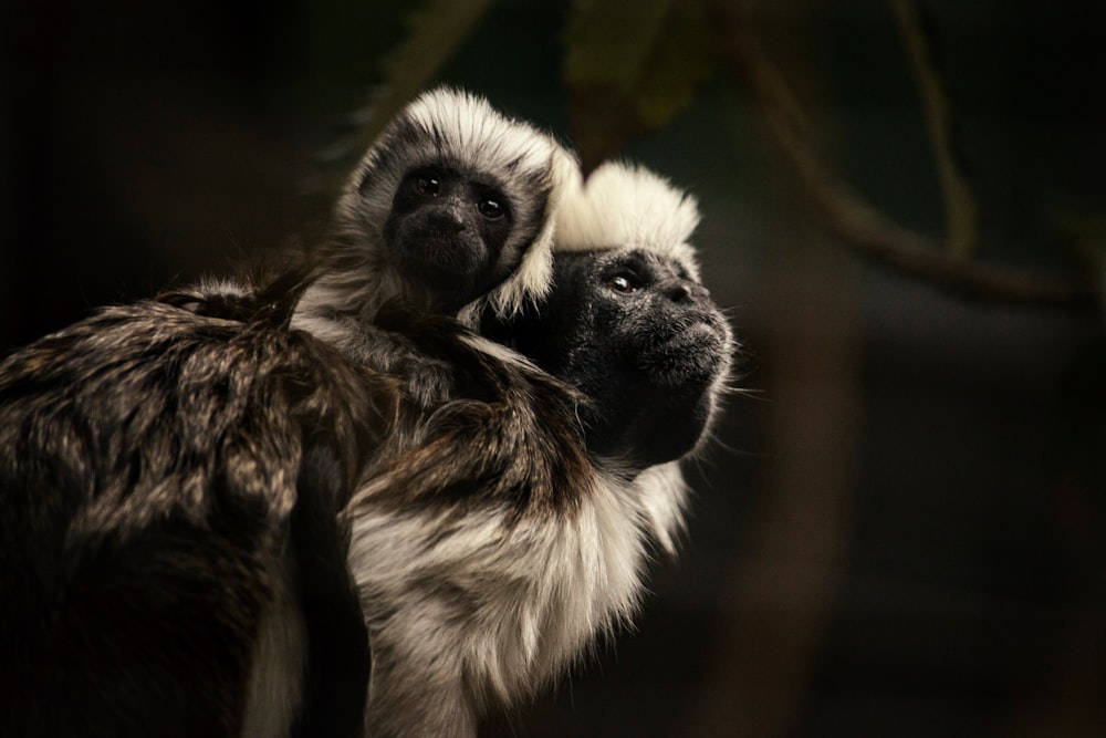 white and black monkey on brown wooden surface