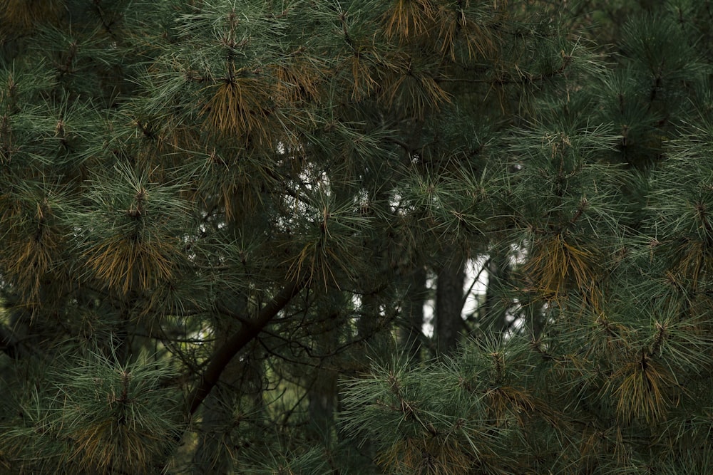 green pine tree in forest