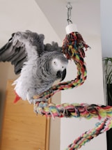 A grey parrot with vibrant red tail feathers is perched on a multi-colored rope swing hanging from the ceiling. The parrot's wings are slightly spread, giving an impression of motion or readiness to take off. The background includes a plain wall and some household furniture, adding a domestic setting.