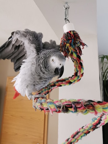 A grey parrot with vibrant red tail feathers is perched on a multi-colored rope swing hanging from the ceiling. The parrot's wings are slightly spread, giving an impression of motion or readiness to take off. The background includes a plain wall and some household furniture, adding a domestic setting.