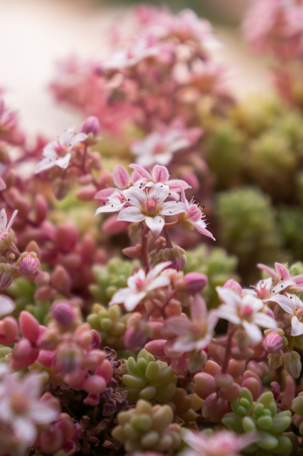 pink and white flowers in tilt shift lens