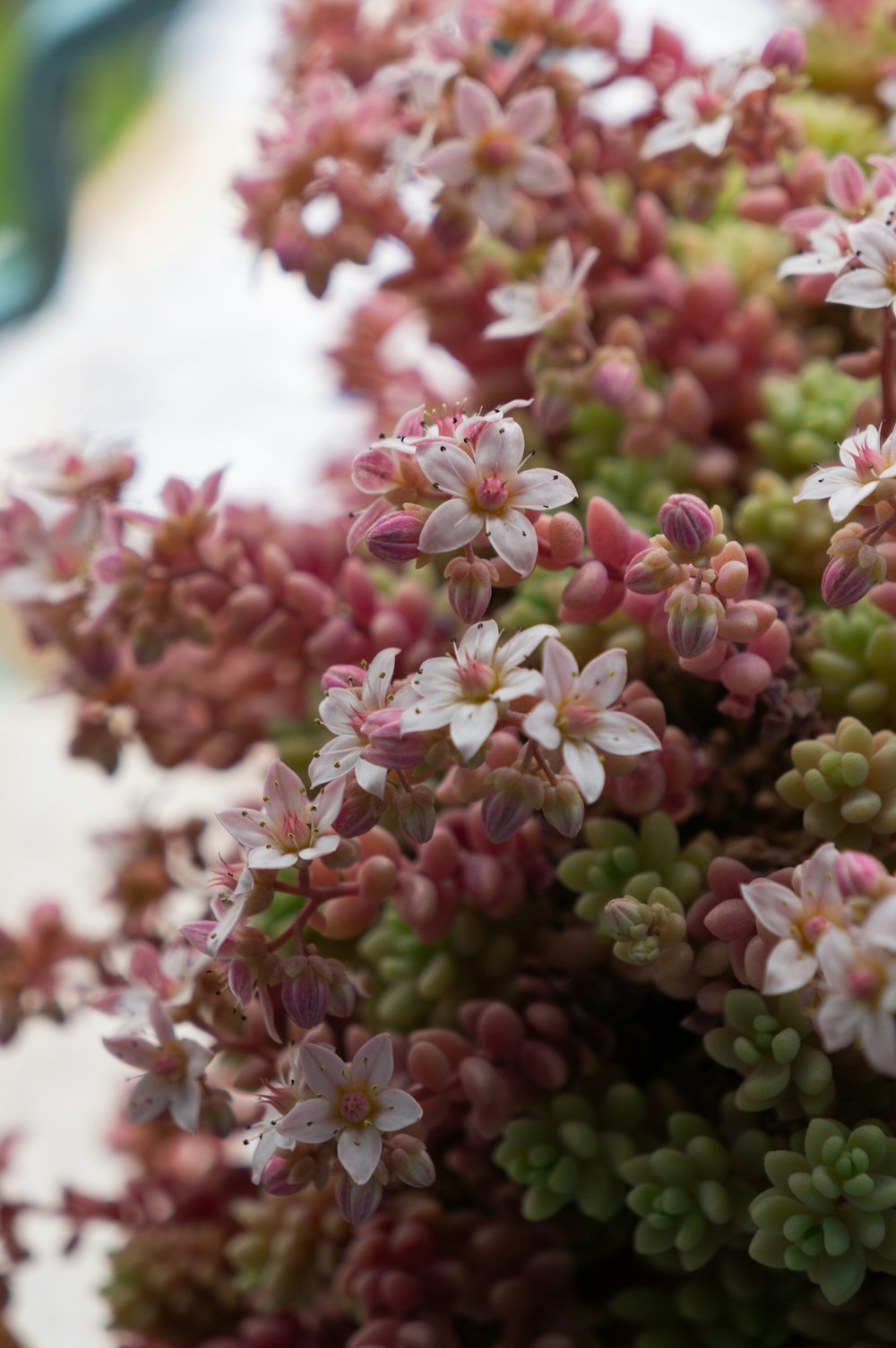 pink and white flowers in tilt shift lens