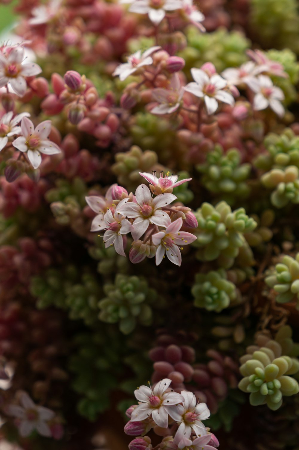 pink and white flowers in tilt shift lens